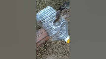 Smart Plastic Bottle Mouse Trap | DIY Homemade Mouse Trap