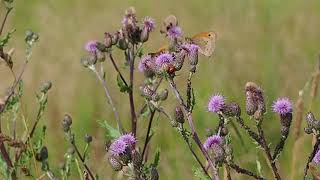 Insekten-Party