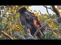 Bearded vulture
