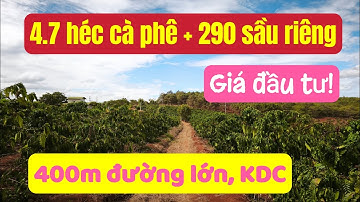 Bán vườn cà phê, sầu riêng đất đỏ bazan, bám 400m đường, bất động sản đất rẫy
