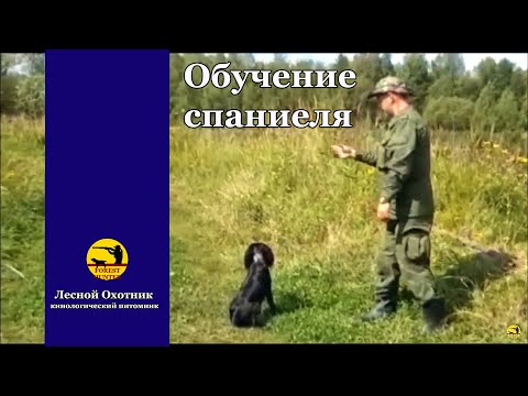 Обучение русского охотничьего спаниеля подачи птицы