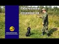 Обучение русского охотничьего спаниеля подачи птицы