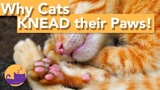 Why Does My Cat KNEAD - The REAL Reason Cats 