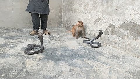 OMG! Capuchin Monkey Rescue Baby Mouse From Snake Swallowing After New video monkey cobra fight naag