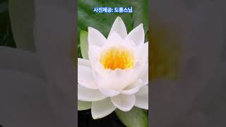 연꽃 마음이 맑아지는 힐링 영상 구독^^ 좋아요^^#연꽃 #연꽃영상 #자연명상 #60대 #의사 #건강 #자연 #힐링 #명상 #50대#shortsfeed #shorts