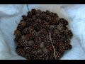 Пиролиз сосновых шишек  (эксперимент №4)