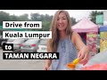 TAMAN NEGARA - drive from Kuala Lumpur - Roti Jala and Jungle Night Walk