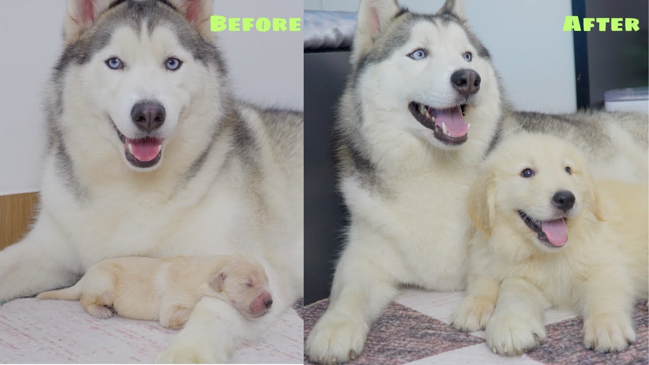 How a Golden Retriever Puppy Raised by a Husky Changed in 3 Months