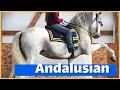 About the andalusian the horse of royalty  discoverthehorse