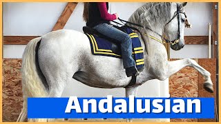 About The Andalusian The Horse Of Royalty Discoverthehorse