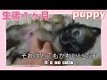 【可愛いすぎる子犬】ライダーから天使の贈り物/Angel's gift from the rider #シーズー子犬 #かわいい子犬 #puppy