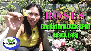 ROSES / How to Get Rid of BLACK SPOT DISEASE Fast and Easy / Diplocarpon Rosae