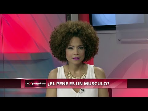 El pene tiene hueso
