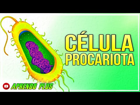 Video: ¿Por qué las bacterias se llaman células procariotas?