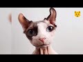 Кошки без шерсти – красота и оригинальность внешности породы сфинкс