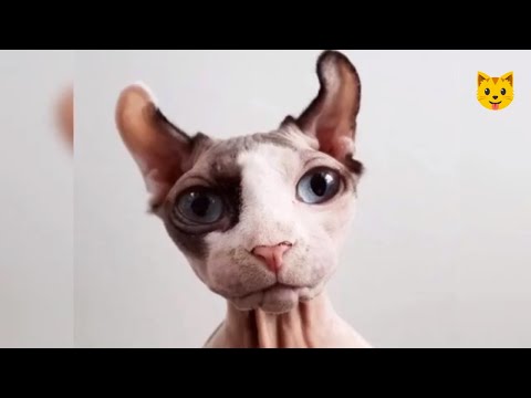 Кошки без шерсти