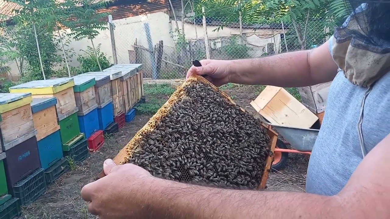 Adăugăm caturi pentru marele cules!24 iunie 2025