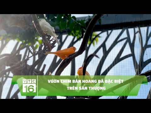 Video: Cách Nuôi Chim Hoang Dã (kèm Hình ảnh)