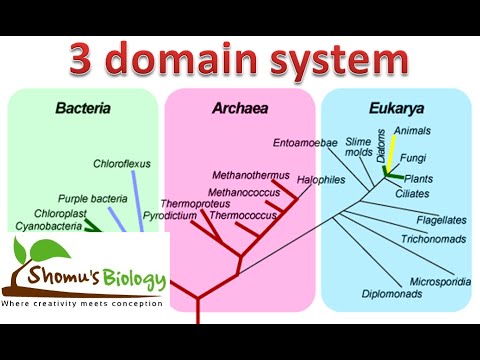 Three Domain System