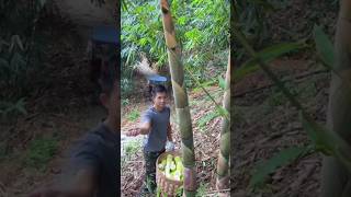 Modern Agriculture farming agriculture satisfying shorts tools viral trending subscribe