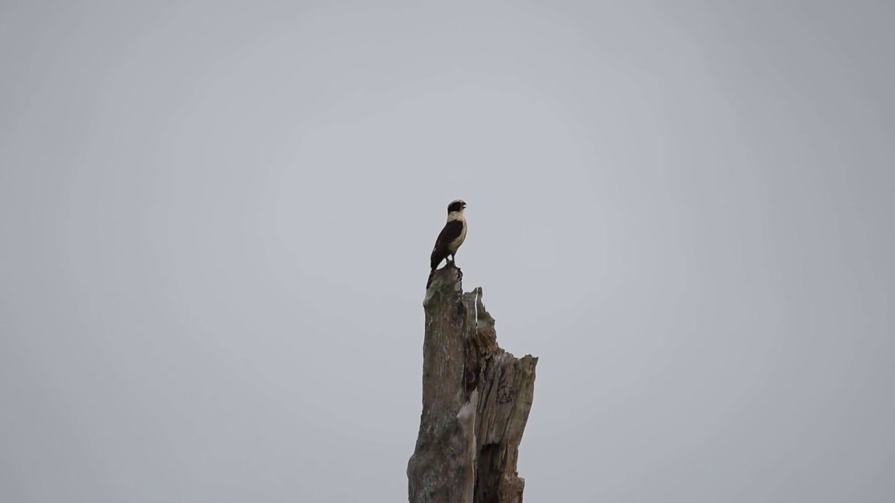 Laughing Falcon (call) 