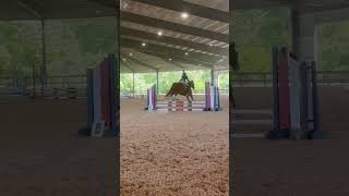 he has some wingsss #horse #ponymalta #myanimals #equestrian #mylitlepony #mypets