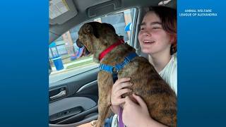 Dozens of Alexandria shelter animals moved after AC breakdown
