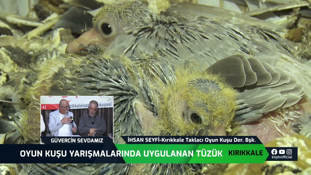 OYUN KUŞU YARIŞMALARINDA UYGULANAN TÜZÜK | GÜVERCİN SEVDAMIZ