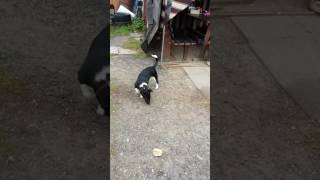 Кот И Собака