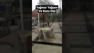Yağmur ve Kuzu Dişi, Dolu yağıyor.
