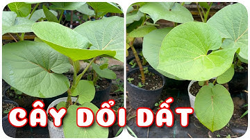 Cây Dổi dất | 0386569374 - Ngọc Ngân Bến Tre | Chuyên cây độc lạ