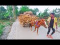 সংকর জাতের ঘোড়া গাধার মতো দেখতে। Gram Bangla Traveler