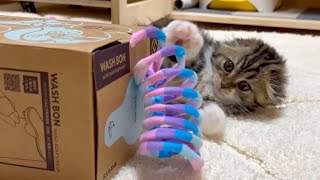 Cute kitten playing with a simple handmade cardboard mouse. Elle video No.50 by Cute Kitten Elle 394 views 6 days ago 3 minutes, 15 seconds