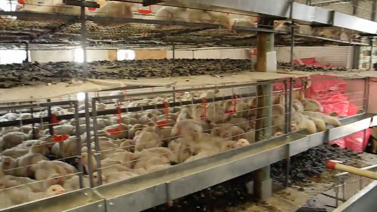 Изготовление клеток под заказ. - YouTube