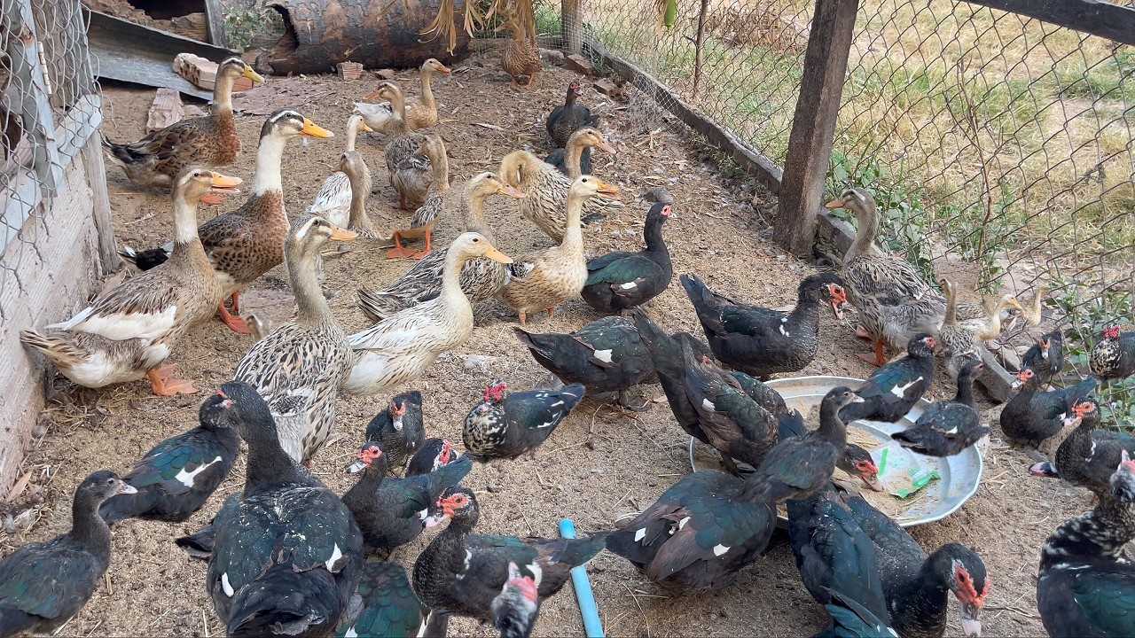 Ducks eat their fill.