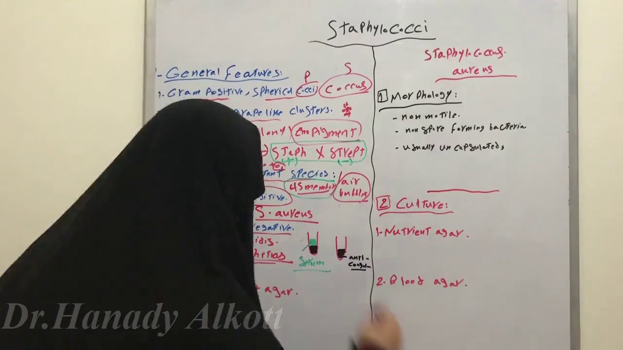 Staphylococcus, Morphology and Culture