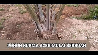 POHON KURMA ACEH MULAI BERBUAH