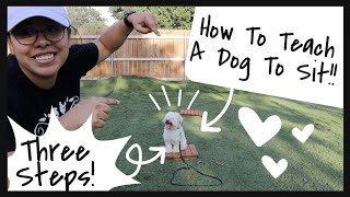 How To Teach Sit (In Three Steps) | Wittle Havanese