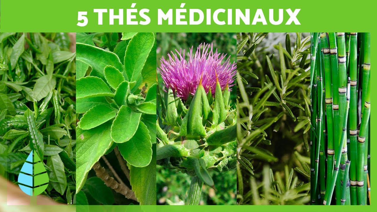 5 THÉS MIRACULEUX à INCLURE dans votre ALIMENTATION 🍵 (Infusions de