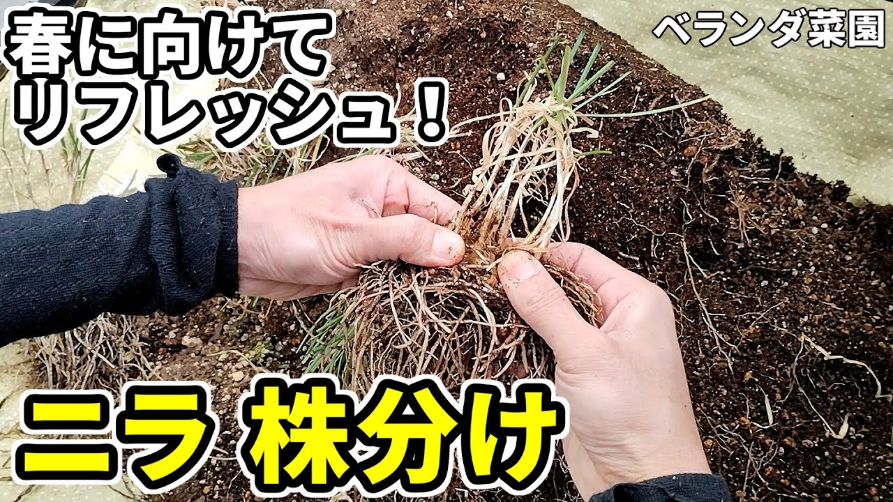 Balcony vegetable garden] Dividing chives. Dividing crowded plants
