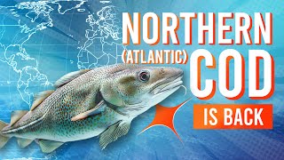 3MMI - Northern (Atlantic) Cod Is Back: The Story, The Science, The Market