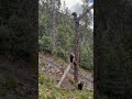 Four Bear Cubs Climbed Too High Then Had to Get Down 😳🐻🌲