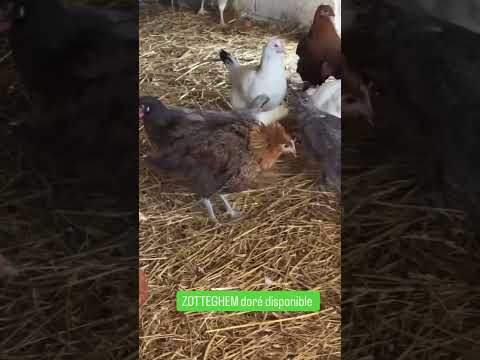 Les cailles et les poules sont disponibles 😍