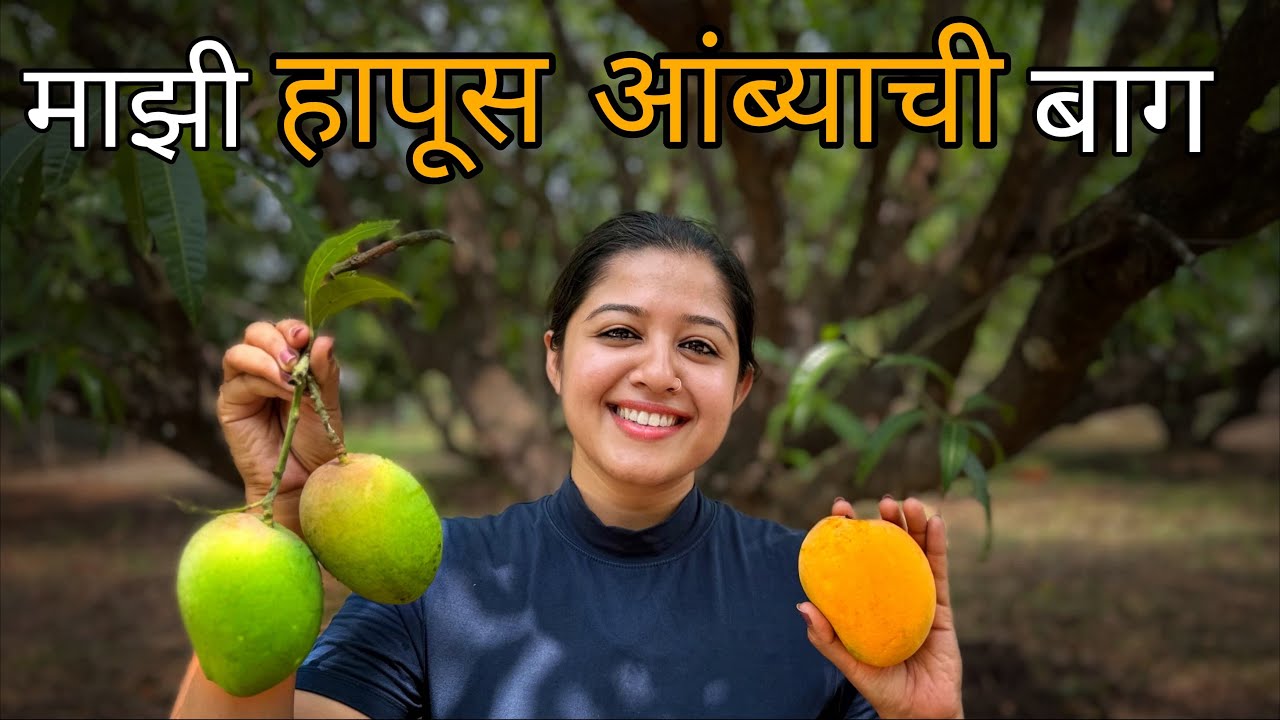 माझी हापूस आंब्याची बाग | Homegrown Alphanso | Mango | Ratnagiri Hapus | Kokan