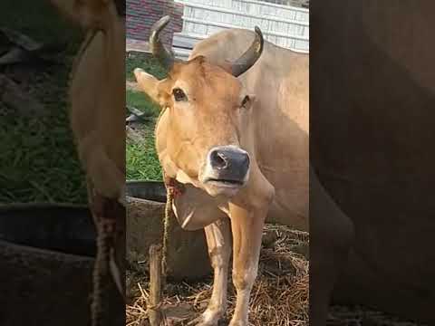 Did You Notice The Bird Village Cow Animals Cute Shorts