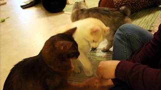 American curl Ragnar's 3 newest tricks by Piivi 134 views 4 years ago 1 minute, 1 second