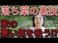 神様は“落ち葉の裏”に悪い気を受ける役目を入れたと言われています…家に置くだけで始まる「交換の合図」と天界の不思議な話
