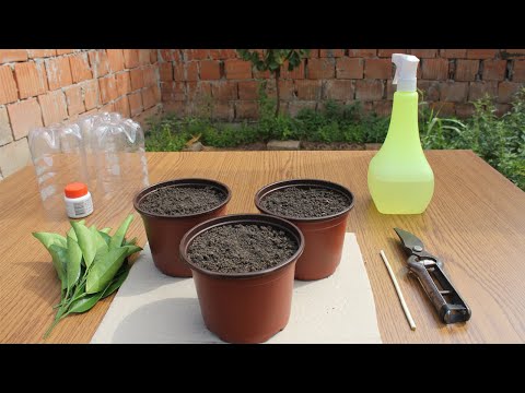 How to propagate citrus trees from cuttings