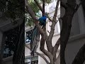 Me encontré un pavo real en un árbol