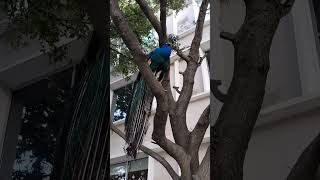 Me encontré un pavo real en un árbol